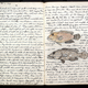 Illustration for article titled Take a Look at a 1948 Scientists Fish Drawings